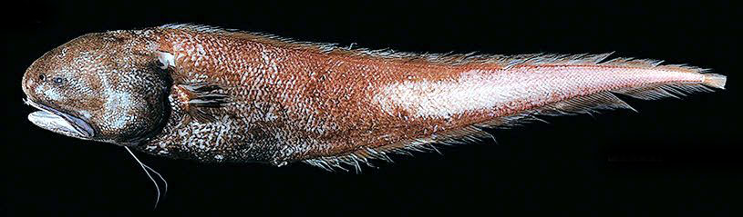 Bassozetus levistomatus_03.jpg